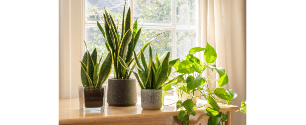 plant_616px
